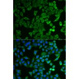 Immunofluorescence - Anti-NPRL2 Antibody (A15020) - Antibodies.com