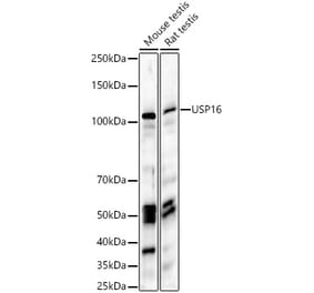 Western Blot - Anti-USP16 Antibody (A15022) - Antibodies.com