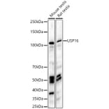 Western Blot - Anti-USP16 Antibody (A15022) - Antibodies.com