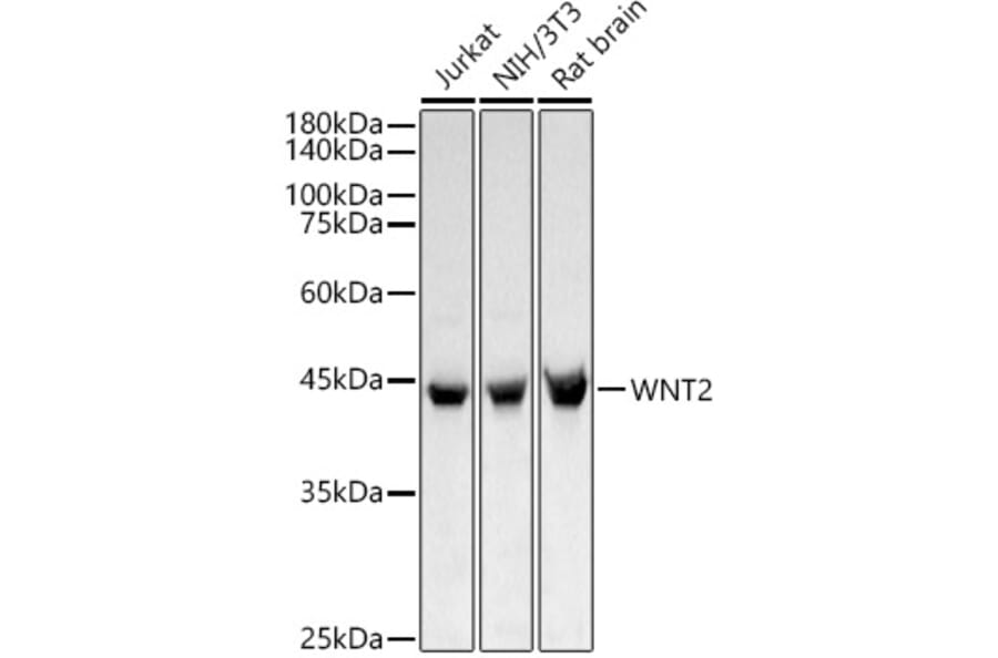 Western Blot - Anti-Wnt2/IRP Antibody (A15024) - Antibodies.com