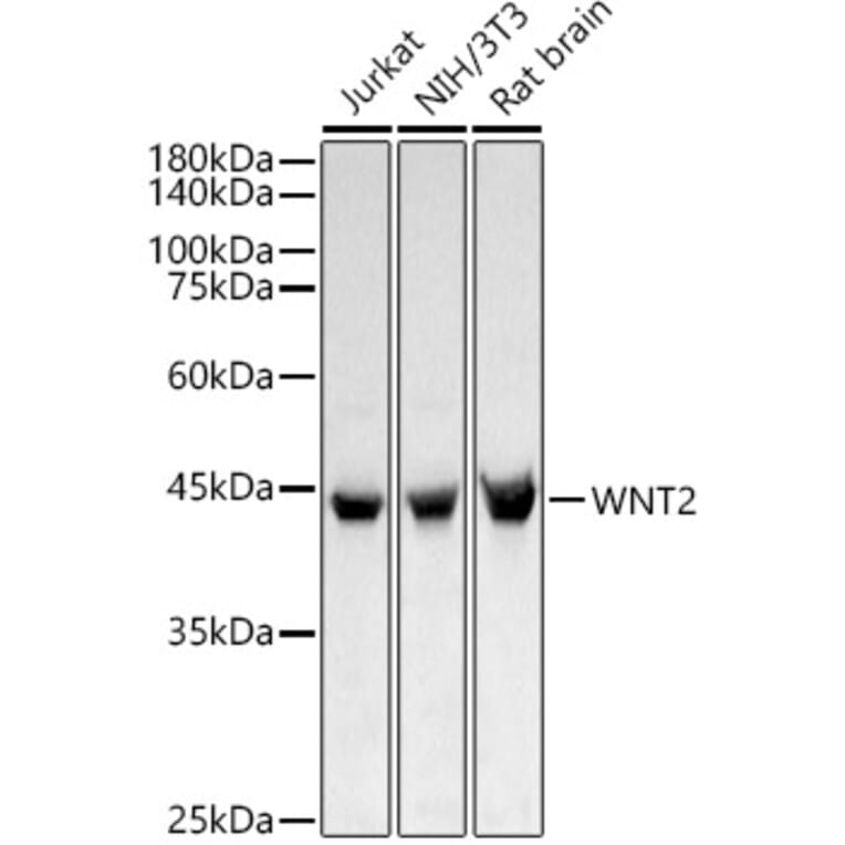 Western Blot - Anti-Wnt2/IRP Antibody (A15024) - Antibodies.com