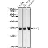 Western Blot - Anti-Wnt2/IRP Antibody (A15024) - Antibodies.com