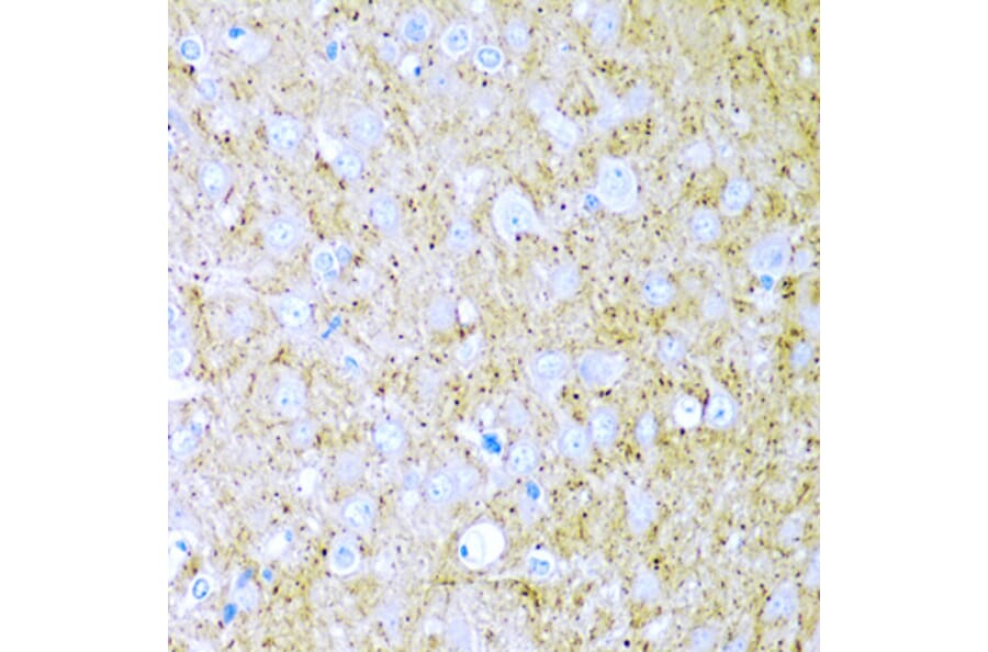 Immunohistochemistry - Anti-Wnt2/IRP Antibody (A15024) - Antibodies.com