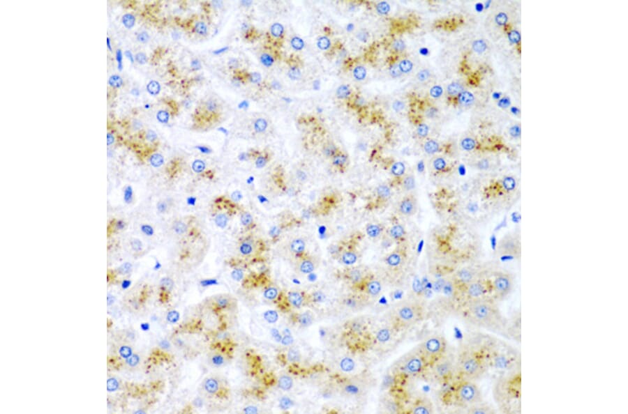 Immunohistochemistry - Anti-Wnt2/IRP Antibody (A15024) - Antibodies.com