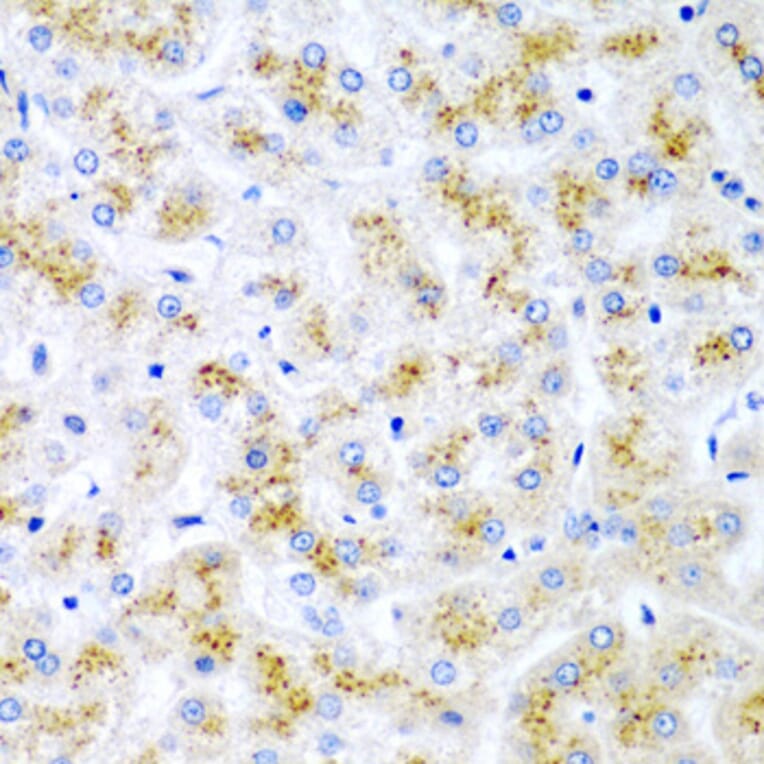 Immunohistochemistry - Anti-Wnt2/IRP Antibody (A15024) - Antibodies.com