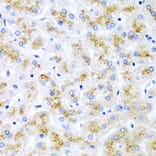 Immunohistochemistry - Anti-Wnt2/IRP Antibody (A15024) - Antibodies.com