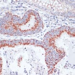 Immunohistochemistry - Anti-Transferrin Receptor Antibody (A15025) - Antibodies.com