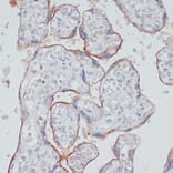 Immunohistochemistry - Anti-Transferrin Receptor Antibody (A15025) - Antibodies.com