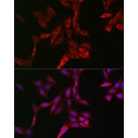 Immunofluorescence - Anti-Transferrin Receptor Antibody (A15025) - Antibodies.com