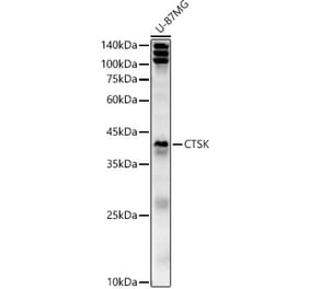 Western Blot - Anti-Cathepsin K Antibody (A15026) - Antibodies.com