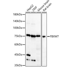 Western Blot - Anti-Fbxw7 Antibody (A15027) - Antibodies.com