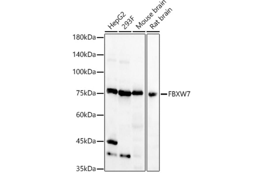 Western Blot - Anti-Fbxw7 Antibody (A15027) - Antibodies.com
