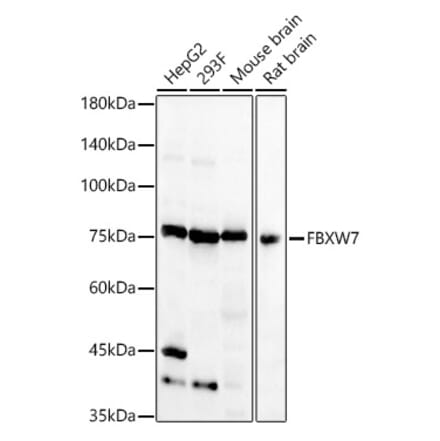 Western Blot - Anti-Fbxw7 Antibody (A15027) - Antibodies.com