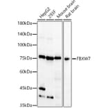 Western Blot - Anti-Fbxw7 Antibody (A15027) - Antibodies.com