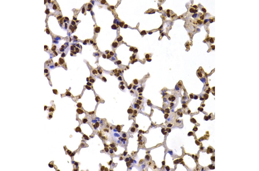 Immunohistochemistry - Anti-Fbxw7 Antibody (A15027) - Antibodies.com