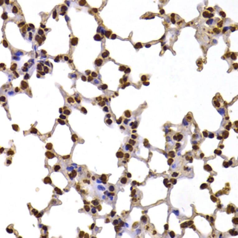 Immunohistochemistry - Anti-Fbxw7 Antibody (A15027) - Antibodies.com