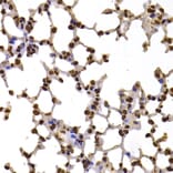 Immunohistochemistry - Anti-Fbxw7 Antibody (A15027) - Antibodies.com