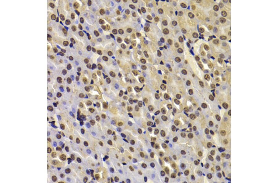 Immunohistochemistry - Anti-Fbxw7 Antibody (A15027) - Antibodies.com