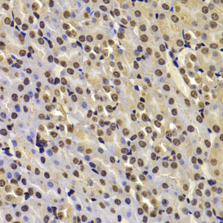 Immunohistochemistry - Anti-Fbxw7 Antibody (A15027) - Antibodies.com