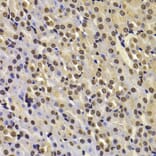 Immunohistochemistry - Anti-Fbxw7 Antibody (A15027) - Antibodies.com