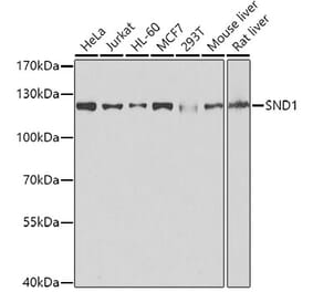 Western Blot - Anti-SND1 Antibody (A15028) - Antibodies.com