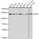Western Blot - Anti-SND1 Antibody (A15028) - Antibodies.com