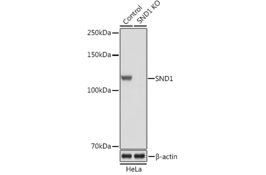 Western Blot - Anti-SND1 Antibody (A15028) - Antibodies.com
