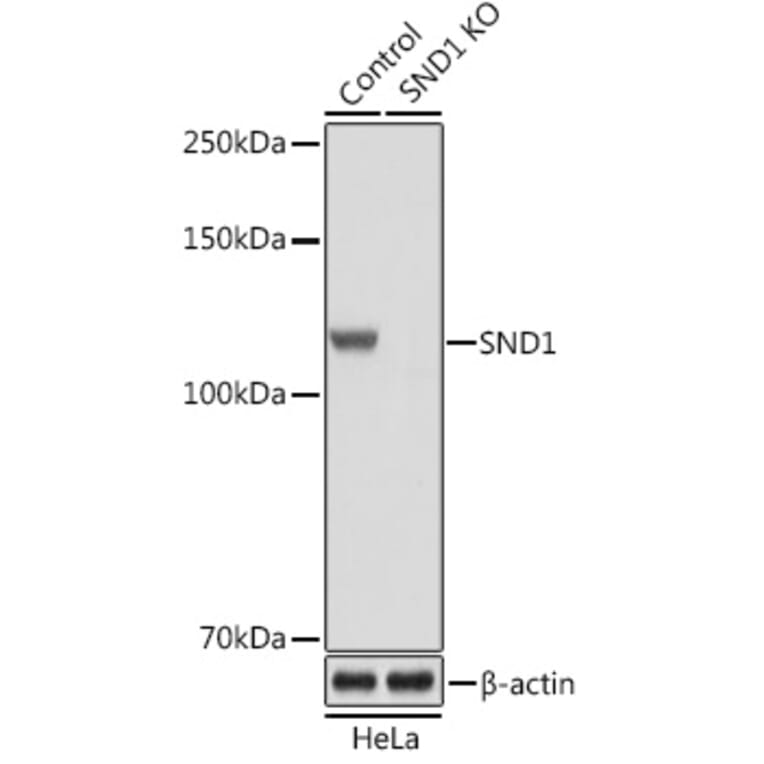 Western Blot - Anti-SND1 Antibody (A15028) - Antibodies.com