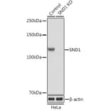Western Blot - Anti-SND1 Antibody (A15028) - Antibodies.com