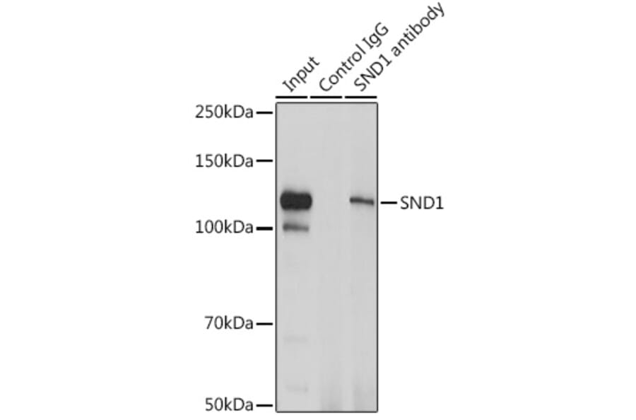 Western Blot - Anti-SND1 Antibody (A15028) - Antibodies.com