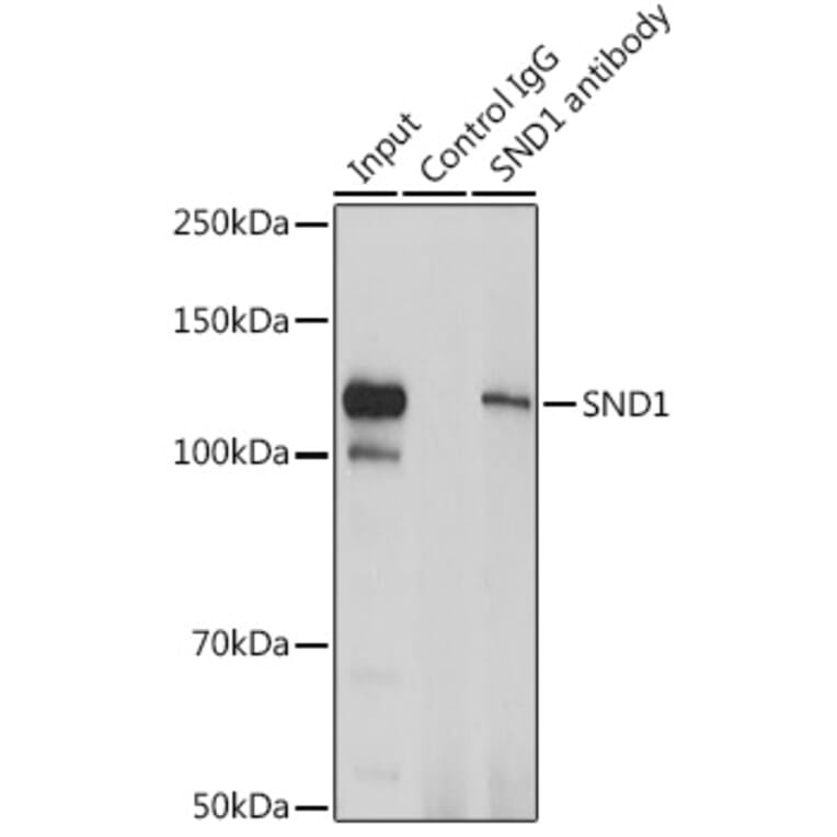 Western Blot - Anti-SND1 Antibody (A15028) - Antibodies.com