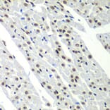Immunohistochemistry - Anti-SF3B2 Antibody (A15029) - Antibodies.com