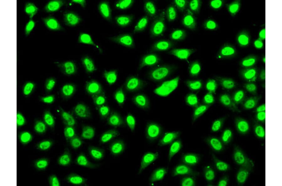 Immunofluorescence - Anti-SF3B2 Antibody (A15029) - Antibodies.com