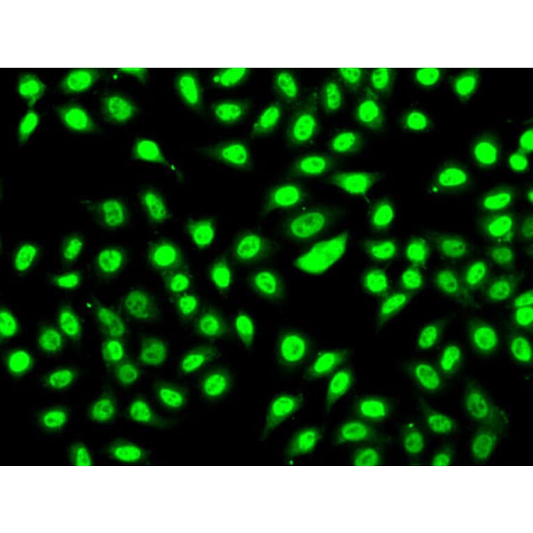 Immunofluorescence - Anti-SF3B2 Antibody (A15029) - Antibodies.com