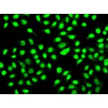Immunofluorescence - Anti-SF3B2 Antibody (A15029) - Antibodies.com