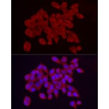 Immunofluorescence - Anti-RPS10 Antibody (A15031) - Antibodies.com