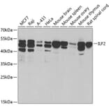 Western Blot - Anti-ILF2/NF45 Antibody (A15032) - Antibodies.com