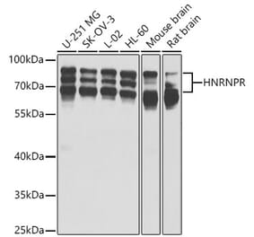 Western Blot - Anti-hnRNP R Antibody (A15033) - Antibodies.com