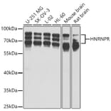 Western Blot - Anti-hnRNP R Antibody (A15033) - Antibodies.com