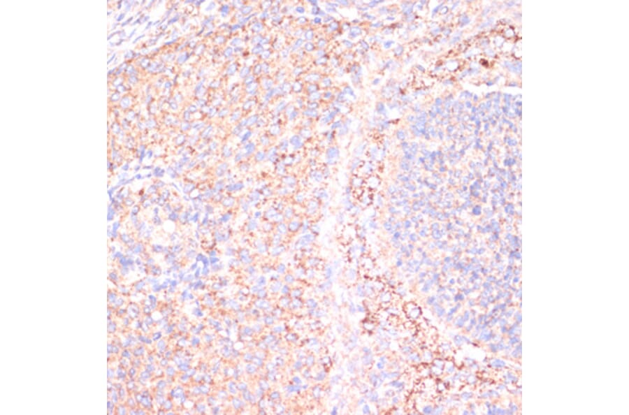 Immunohistochemistry - Anti-ATP5A Antibody (A15034) - Antibodies.com