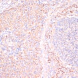 Immunohistochemistry - Anti-ATP5A Antibody (A15034) - Antibodies.com