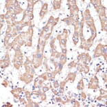 Immunohistochemistry - Anti-ATP5A Antibody (A15034) - Antibodies.com