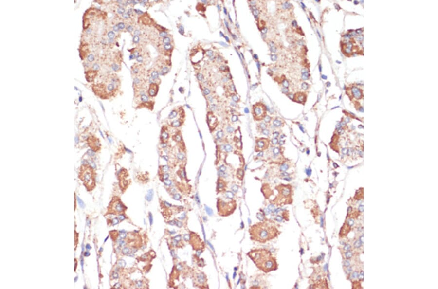 Immunohistochemistry - Anti-ATP5A Antibody (A15034) - Antibodies.com