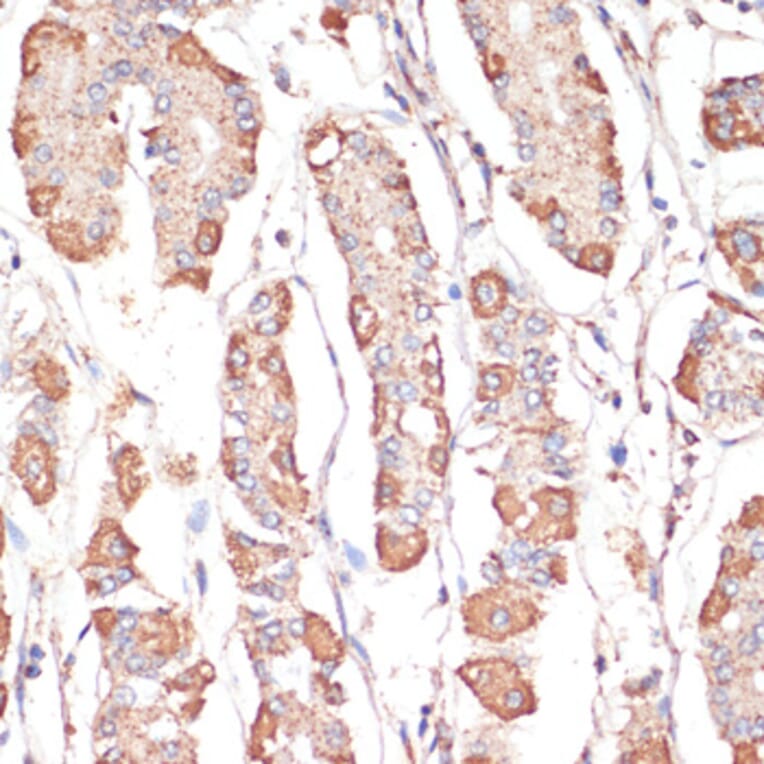 Immunohistochemistry - Anti-ATP5A Antibody (A15034) - Antibodies.com