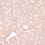 Immunohistochemistry - Anti-ATP5A Antibody (A15034) - Antibodies.com