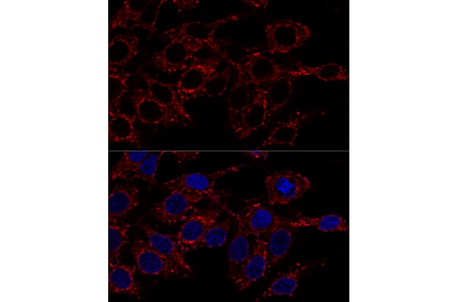 Immunofluorescence - Anti-ATP5A Antibody (A15034) - Antibodies.com