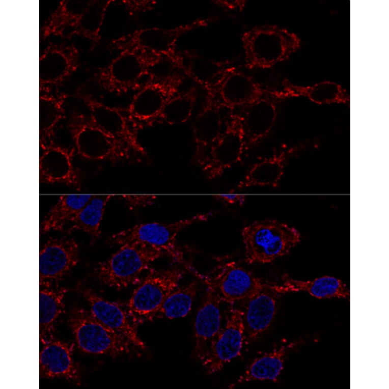 Immunofluorescence - Anti-ATP5A Antibody (A15034) - Antibodies.com