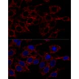 Immunofluorescence - Anti-ATP5A Antibody (A15034) - Antibodies.com