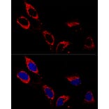 Immunofluorescence - Anti-ATP5A Antibody (A15034) - Antibodies.com