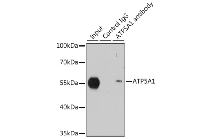 Western Blot - Anti-ATP5A Antibody (A15034) - Antibodies.com